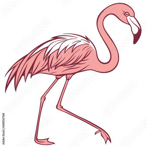 Flamingo White Background