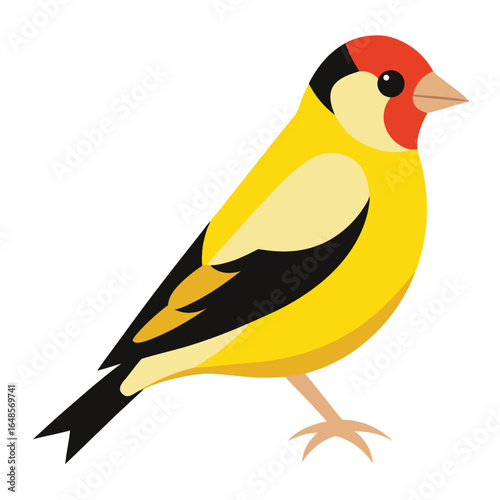 Goldfinch White Background