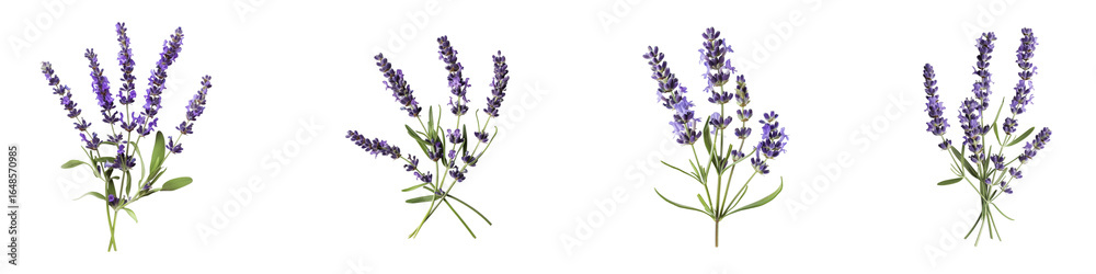 Fototapeta premium Collection of Lavender Stems, showcasing the beauty fragrance of the plant
