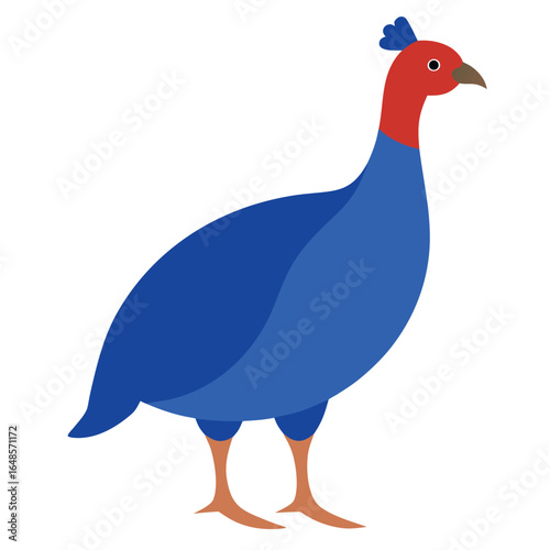 Guinea Fowl White Background