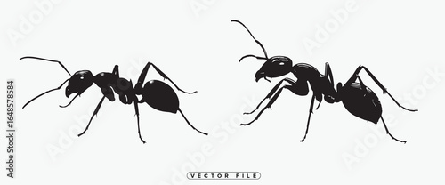 Two black ants standing side by side on white background
