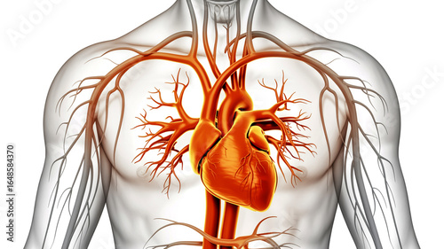A detailed medical illustration of a human cardiovascular system in a transparent male torso