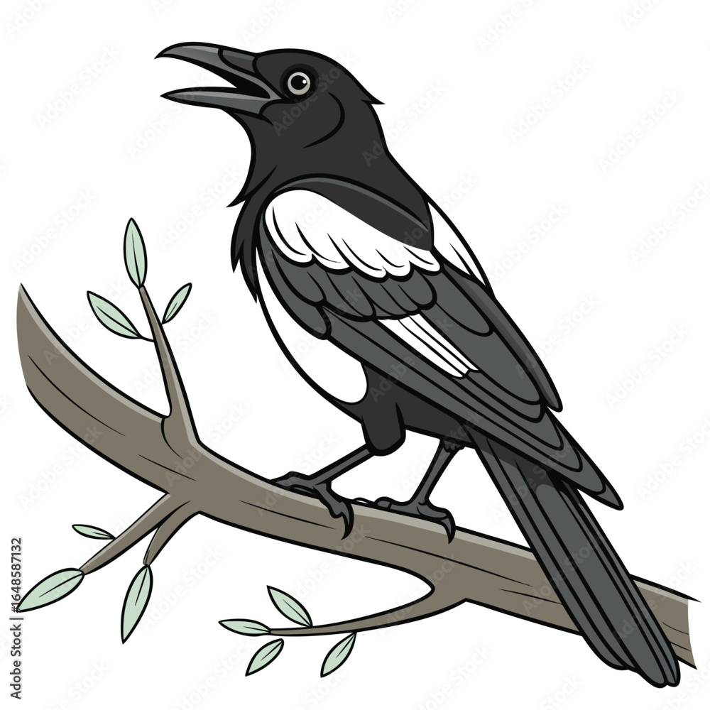 Fototapeta premium Magpie White Background