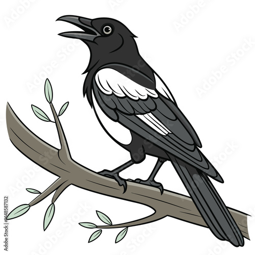Magpie White Background