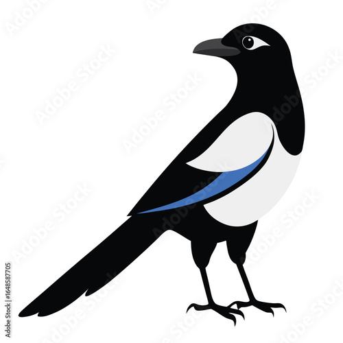 Magpie White Background