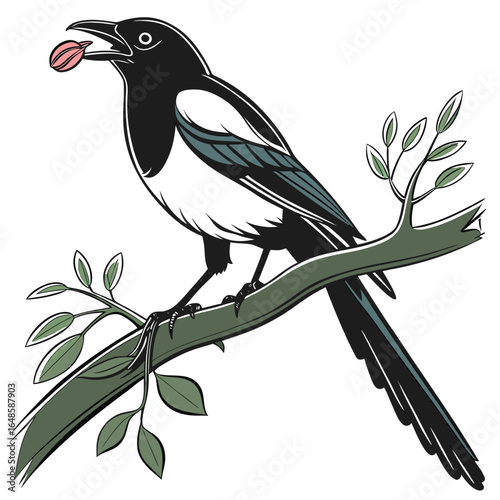 Magpie White Background