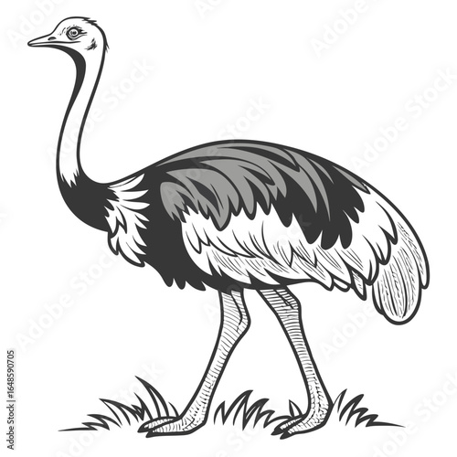 Ostrich White Background