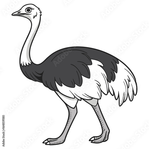 Ostrich White Background