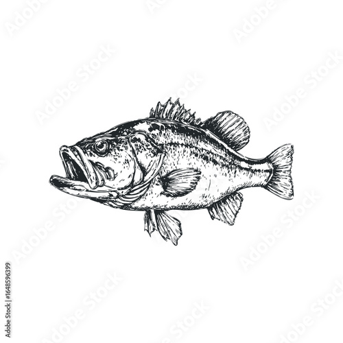 Detailed sketch of a largemouth bass with its mouth open