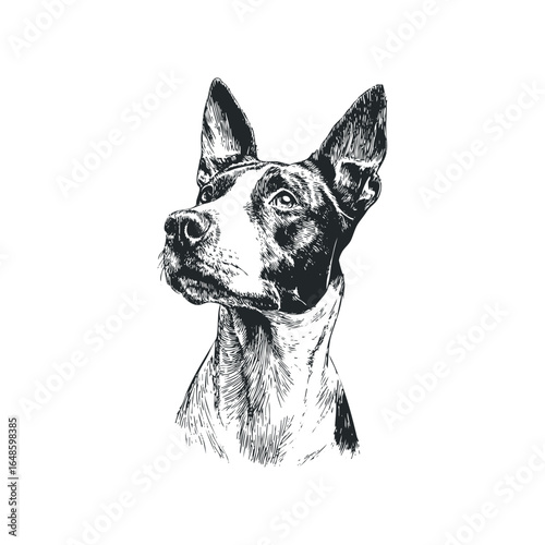 Sketch of a dog with alert ears and attentive gaze