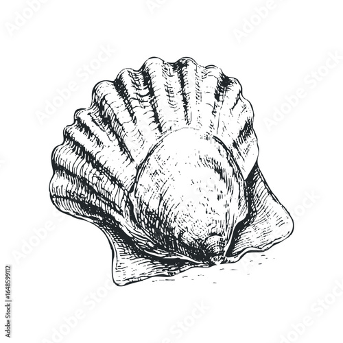 Detailed ink sketch of a solitary scallop shell with textured surface