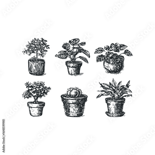 Six sketch style potted houseplants arranged for presentation