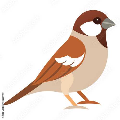 Sparrow White Background