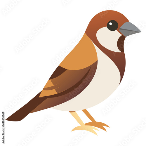 Sparrow White Background