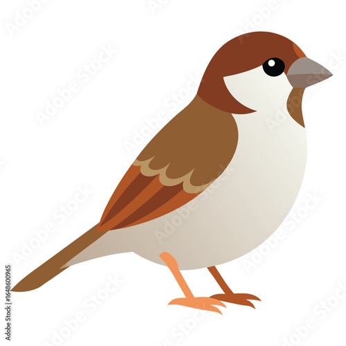 Sparrow White Background