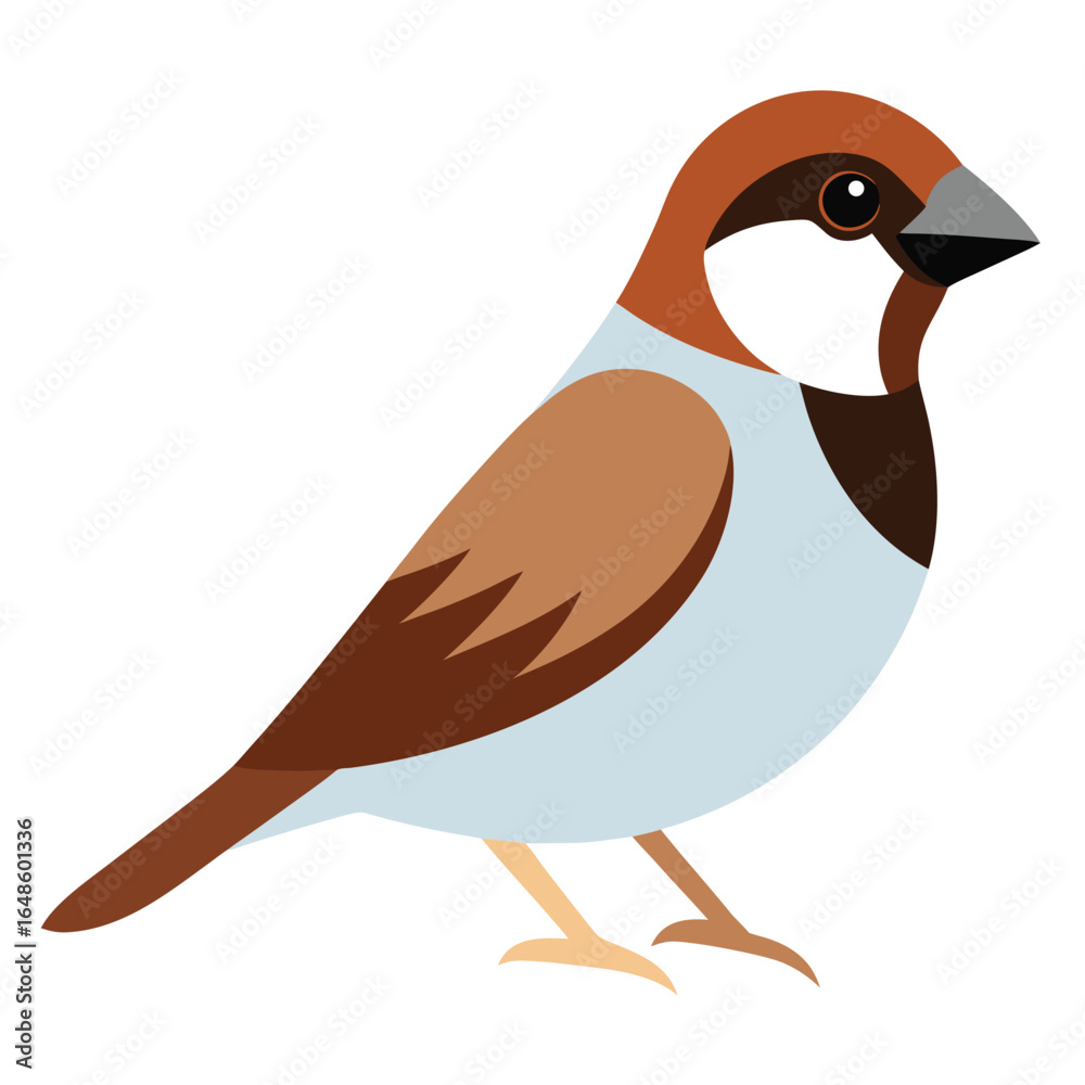Obraz premium Sparrow White Background