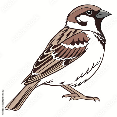 Sparrow White Background
