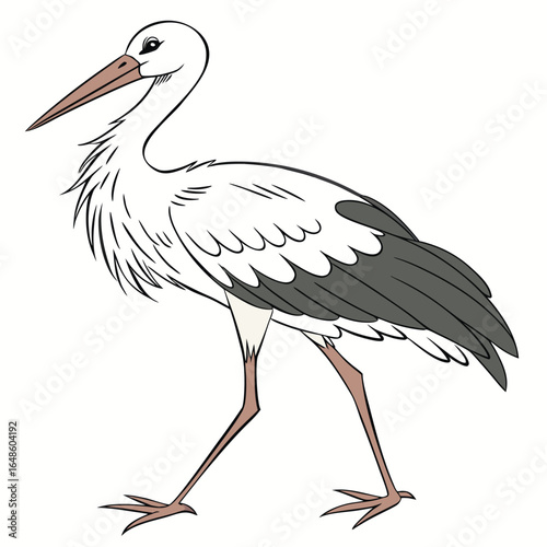 Stork White Background