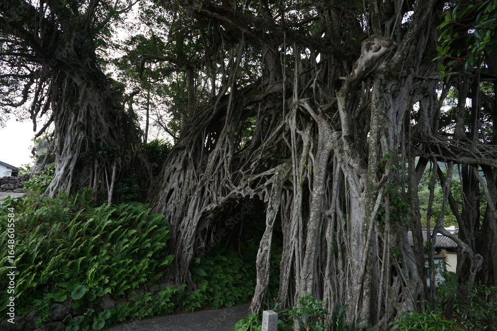 Obraz premium banyan tree