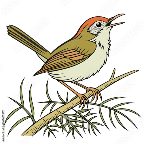 Tailorbird White Background
