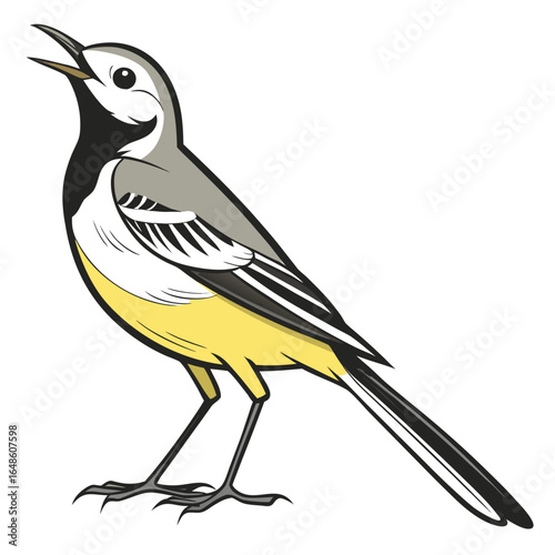 Wagtail White Background