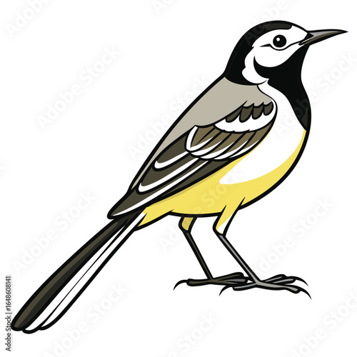 Wagtail White Background