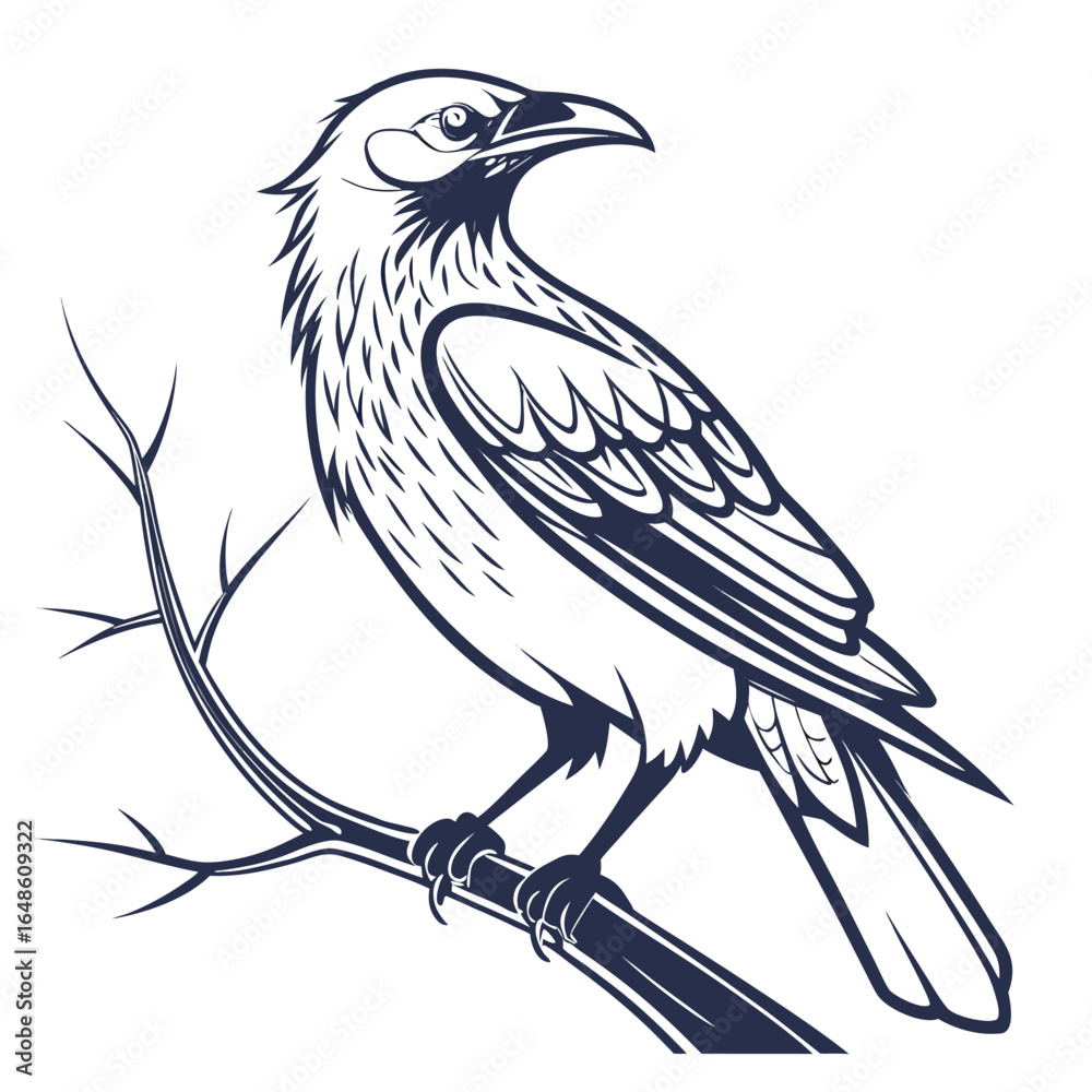 Fototapeta premium Weaverbird White Background