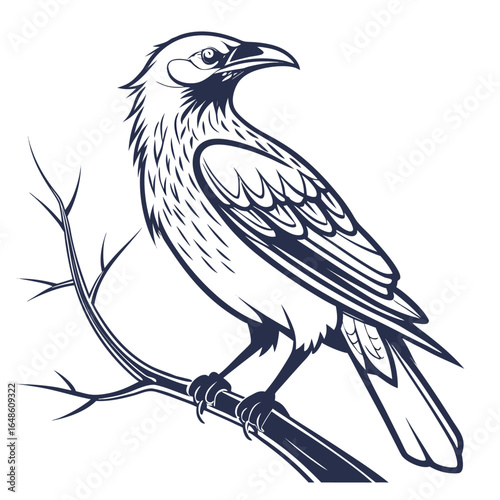 Weaverbird White Background