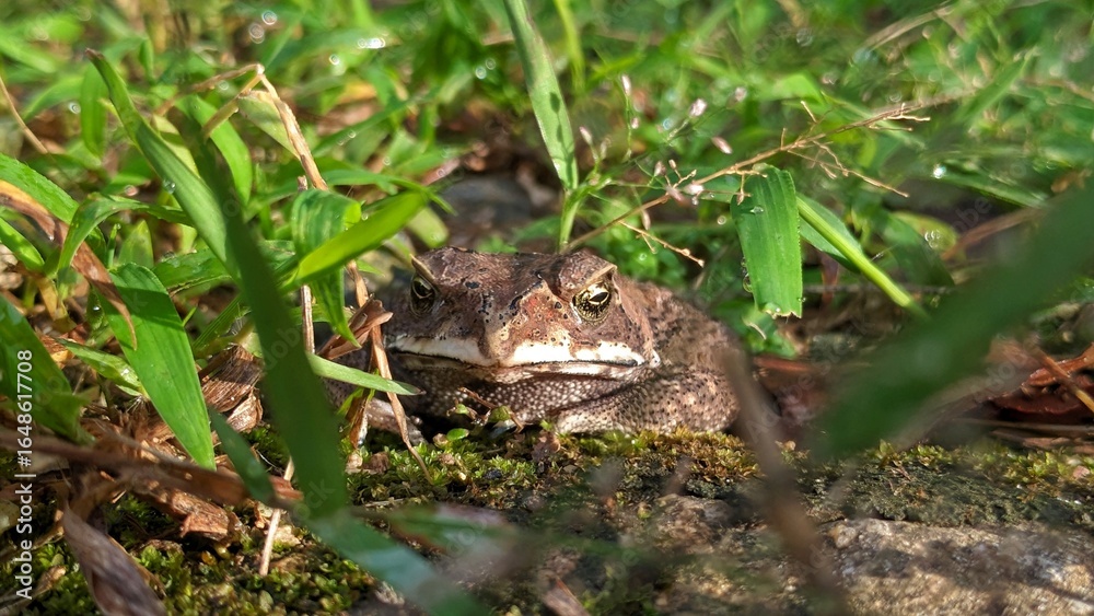 Obraz premium A toad sits camouflaged among lush green grass and moss, blending into its natural habitat.