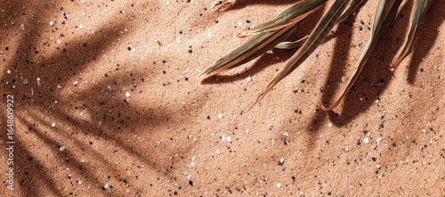 Light and shadow on a sandy surface with tropical leaves