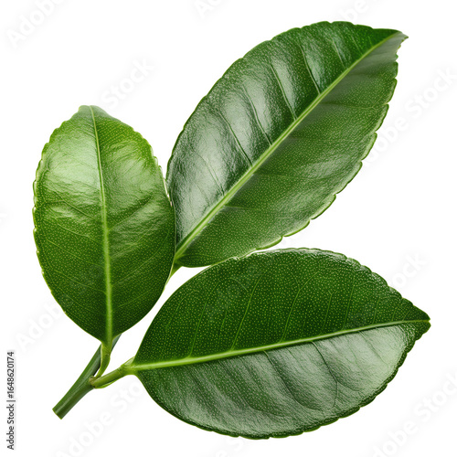 Wallpaper Mural Kaffir lime leaves isolated on transparent background Torontodigital.ca
