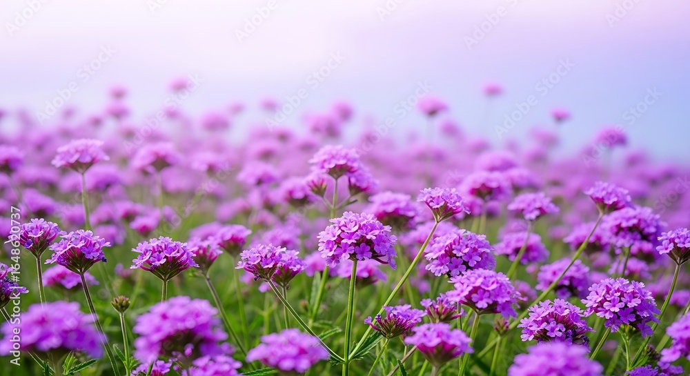 Naklejka premium A vibrant field of purple verbena flowers creates a serene and beautiful vista