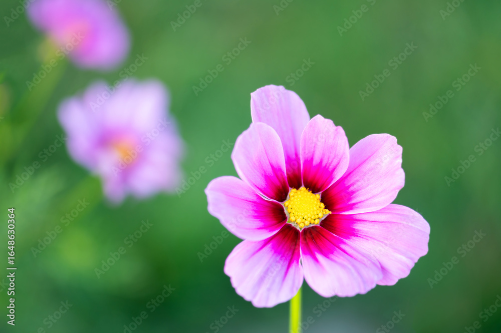 Obraz premium Pink cosmos flower with yellow center on green background