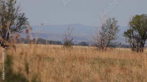 Pronghorn on the plains or prairie in northeastern New Mexico