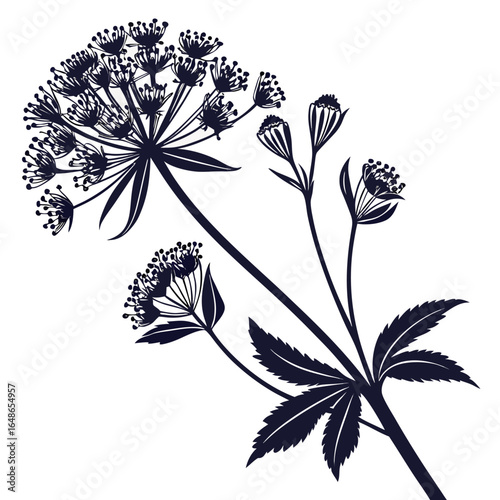 black and white astrantia moulin rouge