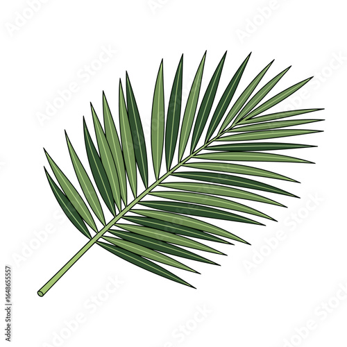 A botanical illustration of a single green palm frond with long leaflets, isolated on a white background.