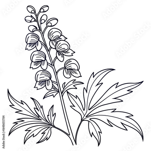 black and white aconitum vulparia