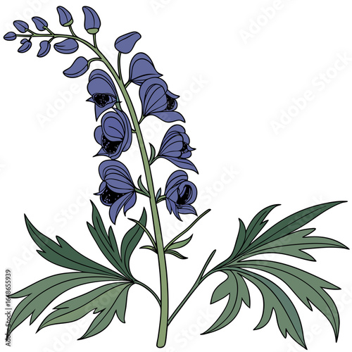 branch of aconitum heterophyllum