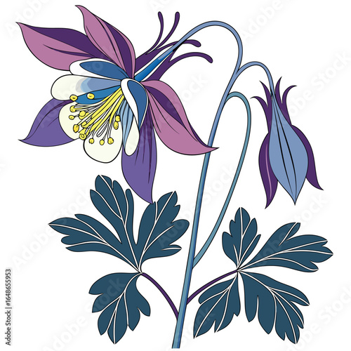 vector illustration of aconitum carmicheaelii