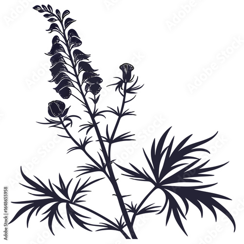 black and white aconitum carmicheaelii with leaves
