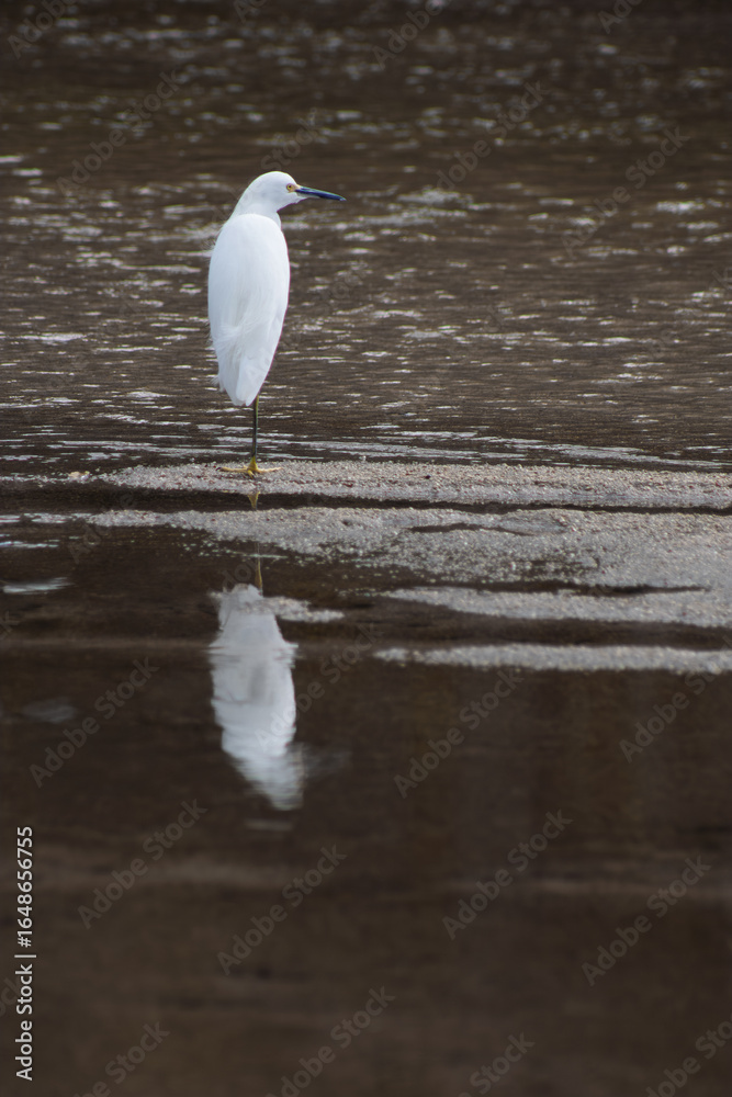 snowy egret on the beach snowy egret on the beach