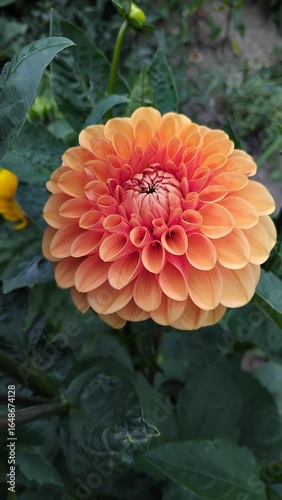 orange dahlia flower