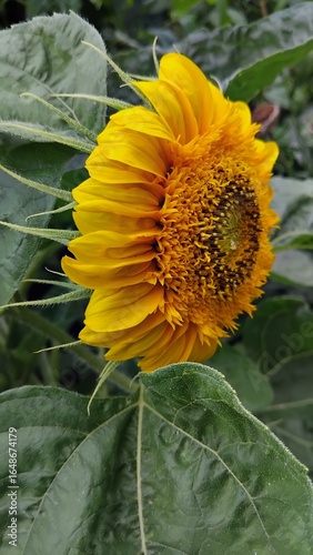 sunflower and bee