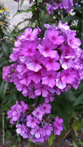 pink hydrangea flowers