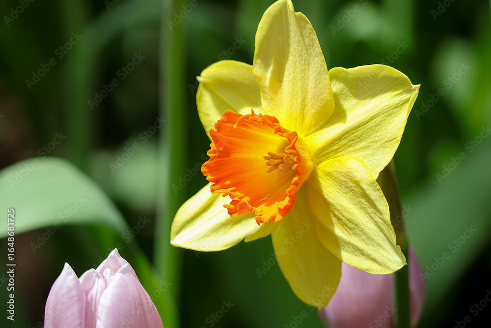 Fototapeta premium Beautiful of a Daffodil flowers blooming in the garden.