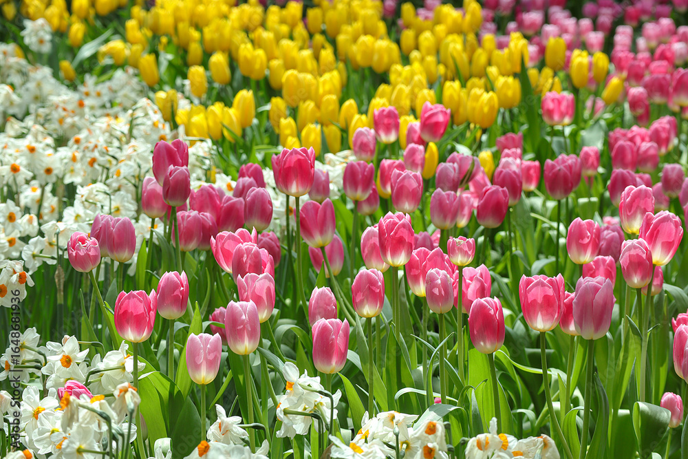 Obraz premium Beautiful view of a Tulips flowers blooming in full showing bright petals in different colors.