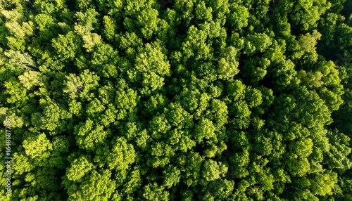 Aerial view of a dense, lush green forest canopy (1)