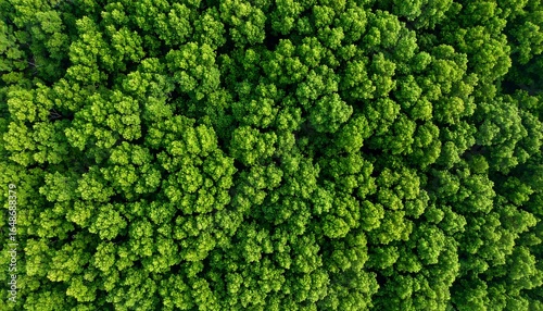 Fototapeta Naklejka Na Ścianę i Meble -  Aerial view of a dense, lush green forest canopy