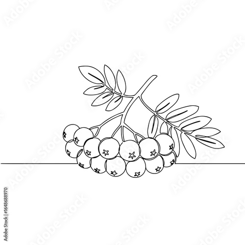 Rowan berry cluster in minimal black and white single line art