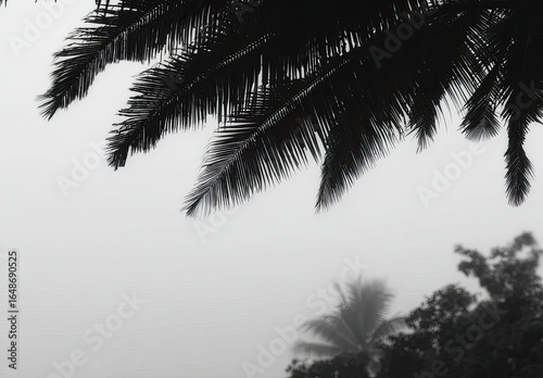 Close-up grayscale view of palm fronds against a hazy, light gray background